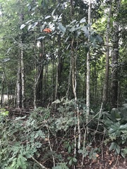 Tabernaemontana flavicans