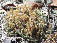 Selaginella acanthonota