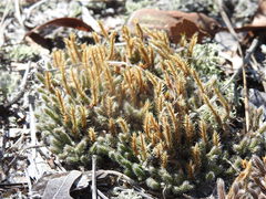 Selaginella acanthonota