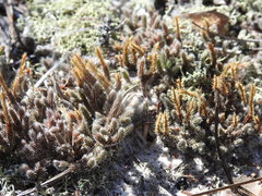 Selaginella acanthonota