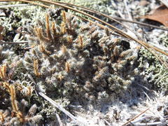 Selaginella acanthonota