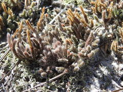 Selaginella acanthonota