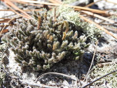 Selaginella acanthonota
