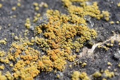 Flavoplaca citrina