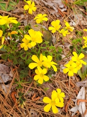 Oxalis colorea
