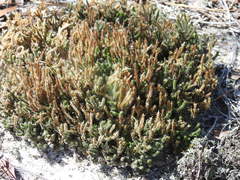 Selaginella acanthonota
