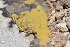 Flavoplaca citrina