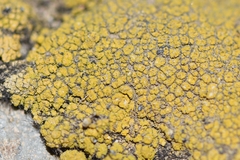 Flavoplaca citrina