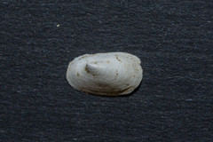Acroloxus lacustris