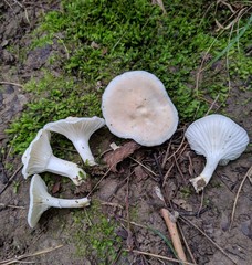 Cuphophyllus angustifolius