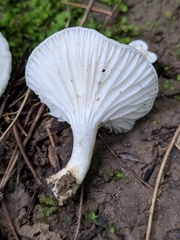 Cuphophyllus angustifolius