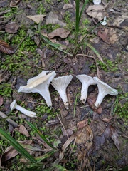 Cuphophyllus angustifolius