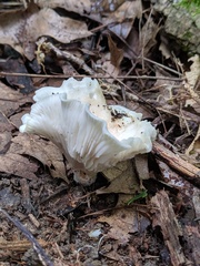 Cuphophyllus angustifolius