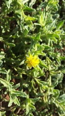 Osteospermum calendulaceum