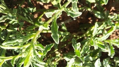 Osteospermum calendulaceum