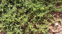 Osteospermum calendulaceum