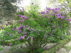 Syringa chinensis