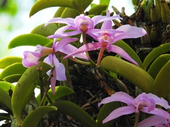 Cattleya nobilior