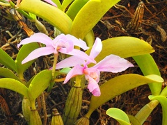 Cattleya nobilior