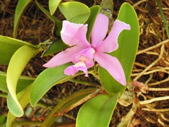 Cattleya nobilior