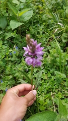Dactylorhiza maculata