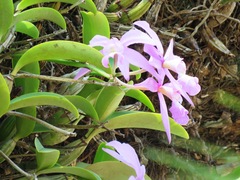 Cattleya nobilior