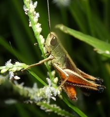 Amblytropidia