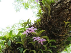 Cattleya nobilior