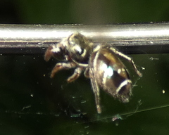 Bryantella