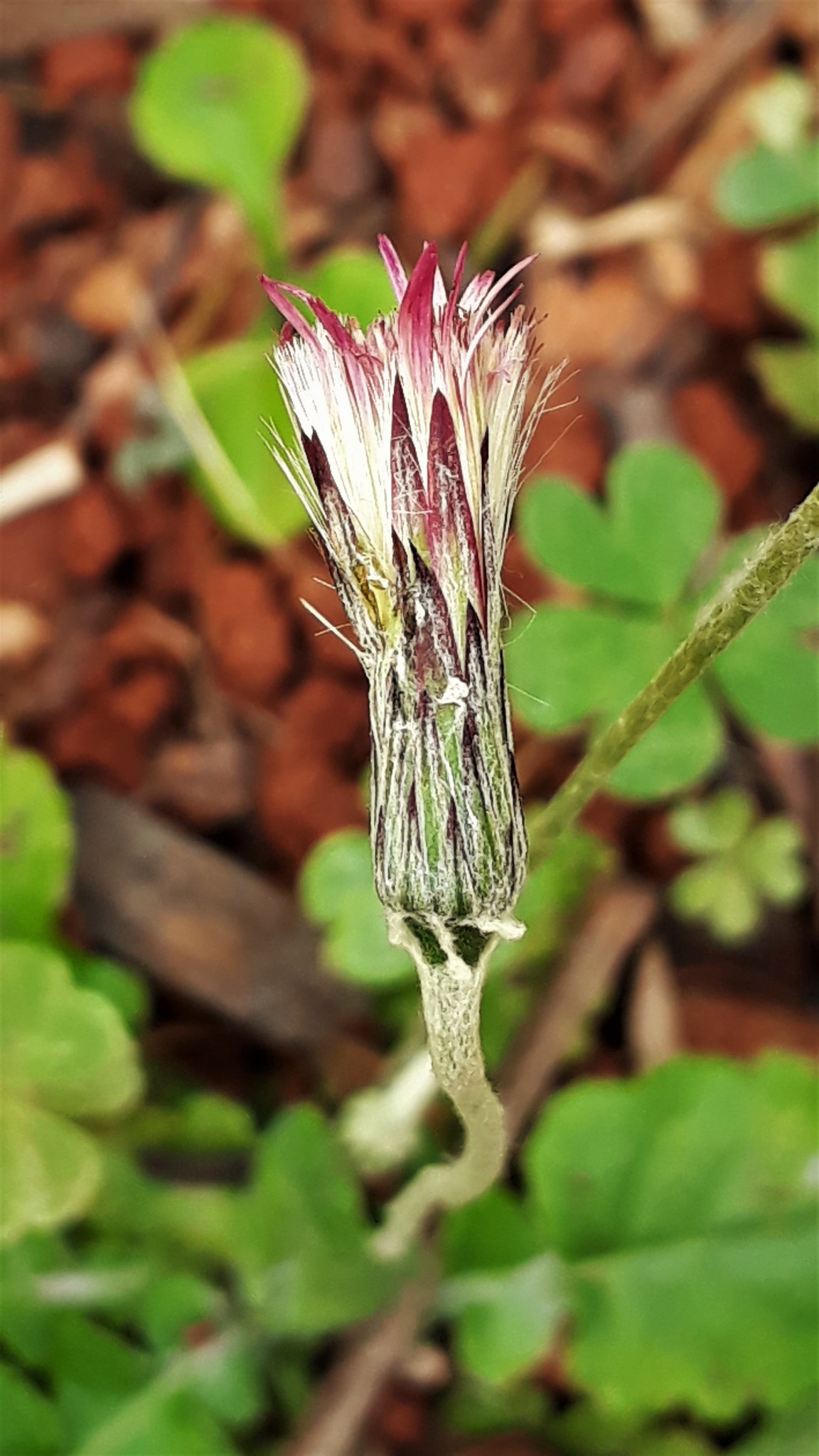 Chaptalia nutans