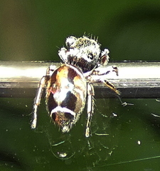 Bryantella