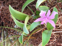 Cattleya nobilior