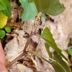 Puccinia violae