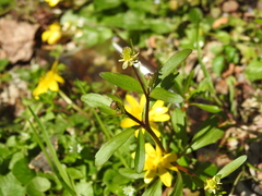 Ranunculus micranthus