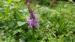 Dactylorhiza maculata