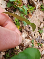 Puccinia violae