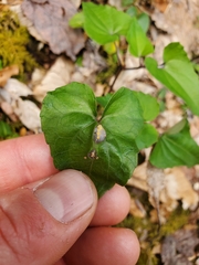 Puccinia violae