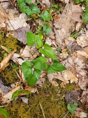 Puccinia violae