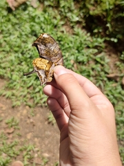 Consul fabius drurii