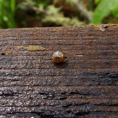Euconulus fulvus
