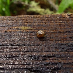 Euconulus fulvus