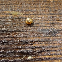 Euconulus fulvus