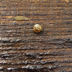 Euconulus fulvus