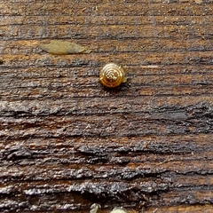 Euconulus fulvus