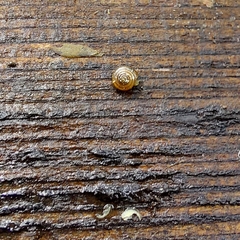 Euconulus fulvus