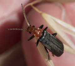 Podabrus pruinosus comes