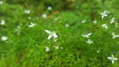 Moehringia muscosa