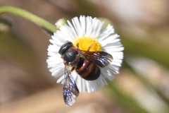 Dianthidium floridiense