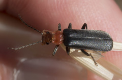 Podabrus pruinosus comes