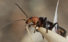 Podabrus pruinosus comes
